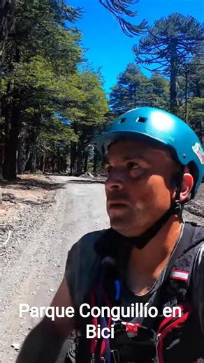 Araucarias y coigües en el Conguillio