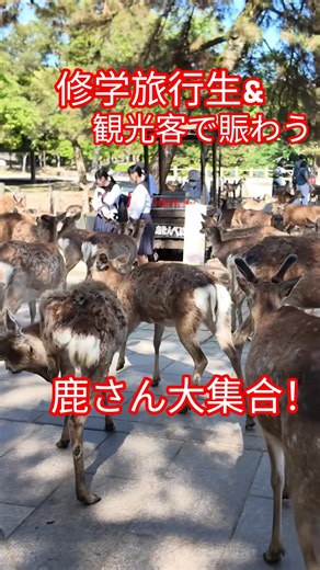 鹿さん大集合！観光客と修学旅行生で大賑わいの奈良！東大寺参道 #奈良公園