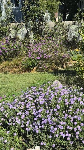 Fall’s last hurrah!!🎉 Aromatic aster in the front high bed, New England Aster in the low back beds. These benefit from a trim mid season. New England can be cut back until early August to promote shorter bushier habit and force more blooms. #nativegardendesign #pollinatorgarden #kcnativegarden #butterflygarden #nativeplants # | Bonny in Time