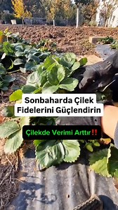 14K views · 50 reactions | Baharda çilek veriminizi arttırmak için bu basit adımları uygulayın‼️ | Ganime bucak | Facebook