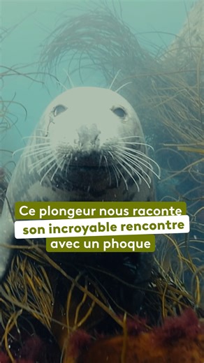 🦭 « C’est une amitié naissante. » Lors d’une plongée en apnée dans les eaux de l’Aber Wrac’h, en Bretagne, le plongeur Franck Daouben a fait une rencontre inattendue : une femelle phoque curieuse s’est approchée de lui. Peu à peu, un véritable lien s’est tissé entre eux. Aujourd'hui, celle qu’il a baptisée Buddy vient le saluer à chacune de ses plongées. Retrouvez le documentaire « Voir l’automne, une saison en France » dès maintenant sur notre plateforme france.tv et le 21 octobre à 21h10 sur 