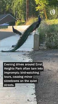 The feral peacock and peahens of Portland