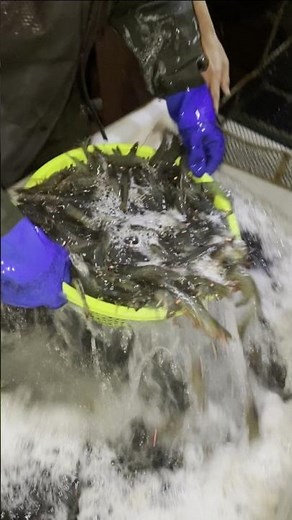 Fresh Prawn Harvest – From Pond to Truck 💥