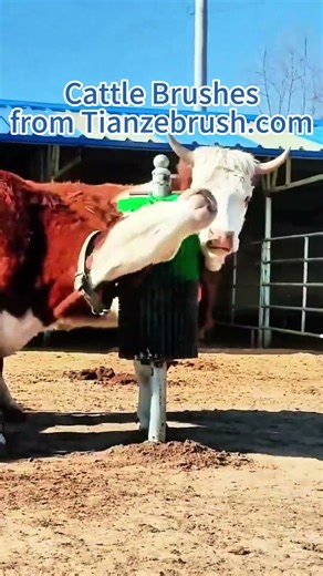 Watch cows go wild over their favourite manual cattle brush. #cow #cowbrush #cattle #cattlebrush