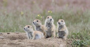 Prairie Dog