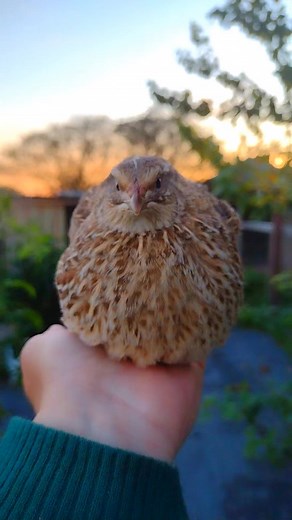 Egyptian Coturnix Quail Hen I think the basic birds don't get enough appreciation for how pretty they really are. ❤️ #coturnixquail #quailfarm #quaileggs ##quaileggsforsale #quail #coturnix #homestead #louisianahomestead #smallscalefarm | Guidroz Family Farm