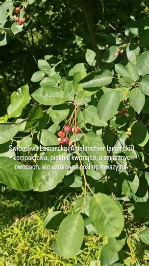 33 reactions · 3 comments | 㮝 Świdośliwa Lamarcka (Amelanchier...