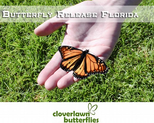 Butterfly Release Florida - Cloverlawn Butterflies