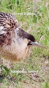 Great Bittern