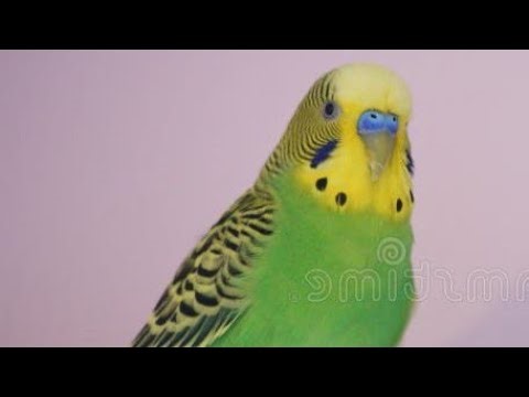 Friday Night AronnoAroosh'sWorld is live! #live #youtube #birds