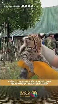 Army rescues endangered ocelot cub in Guainía