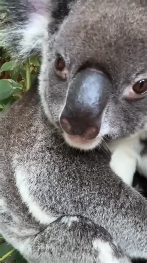 Koalas! Absolutely love these little legends! | Robertirwin