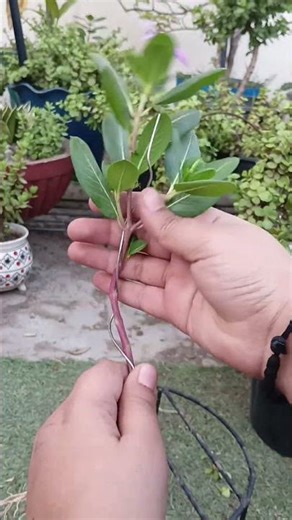 Sadabahar Plant Care 🌸 | Fast Growth Tips for Beginners | Periwinkle Plant