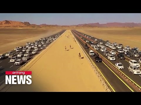 Camels race across desert sands in Saudi Arabia’s inaugural Camel Cup