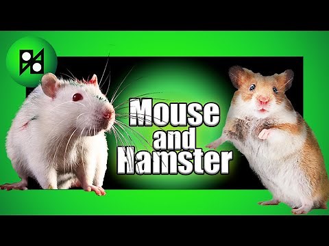 What's difference between "Mouse" and "Hamster"?
