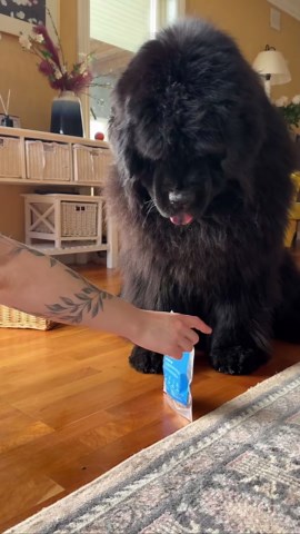 My Newfoundland plays so gently