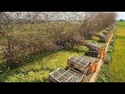 China Turns The Locust Nightmare Into A Billion Dollar Industry That Astonishes The World
