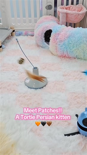 Meet Patches!! She is a Tortie Persian kitten. 🧡🤎🖤 #fyp #persiancat #catsofinstagram #explore #cats | Dollface Persian Kittens