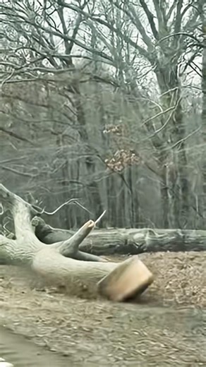 Fallen tree… but the end moves like a snake tail