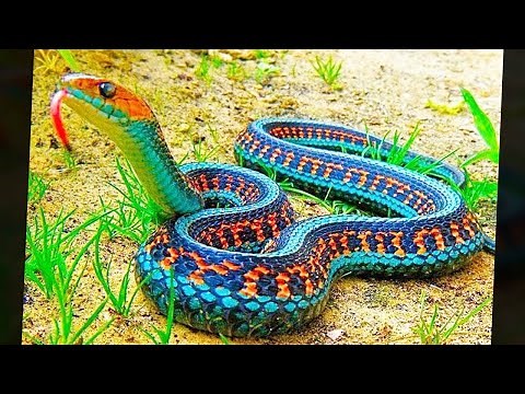 9 Extinct Animals Being Brought Back To Life