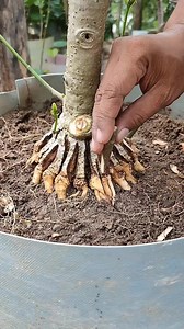 14K views · 107 reactions | Root bonsai program, stem separation and root separation #fblifestyle #cultivation #craft #diy | Mas Ben | Facebook