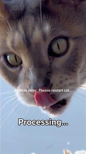 Cat.exe stopped working! Processing snack information…🤯 #cat #funnycats #viral