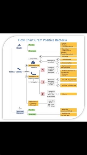Rose Apple on Instagram: "✨ Flow Chart Gram Positive Bacteria and Gram Negative Bacteria ✨ Share Knowledge and Answer questions for Hematology and all Medical Technology https://www.facebook.com/rose.apple.127/subscribe/ #Microbiology #Bacteria #reels #GP #GN"
