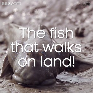 This fish can walk on land and breathe air! | BBC Earth