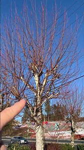 How pollarding keeps your trees in check! #polard #treemaintenance #treecare #treepruning