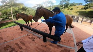3.8K views · 100 reactions | Cuando un caballo presenta síntomas como dolor de cabeza, inestabilidad al caminar o rechinamiento de dientes, ¡mucho cuidado! porque es muy probable que sufra de encefalitis equina venezolana. | Instituto Colombiano Agropecuario - ICA | Facebook