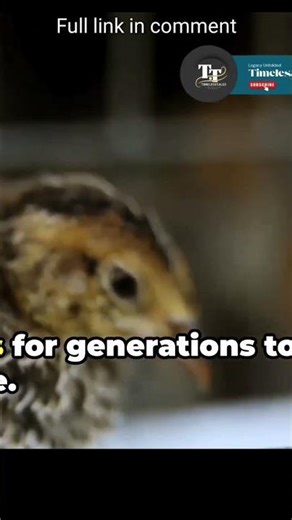 chukar,chukar hunting | @timelesstalesanim #shortsfeed #chukar #shorts #animalshorts #wildlife