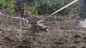 Landmine detection rat awarded a gold medal