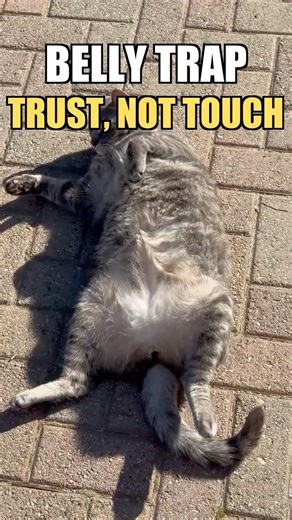 Cat Belly Trap: Why You Should Never Pet It