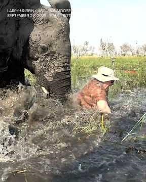 Charging elephant flips safari tour canoe, shoves one person under water