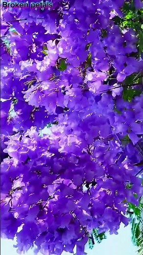 Beautiful Purple 💜 Flowers 🌸 Calming Nature Video 4K | Relax & Peace”