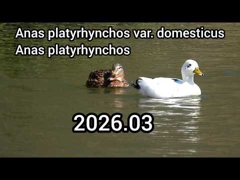 A pair of domestic ducks and mallards | Ducks in the park | March 2026