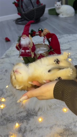 #kesfet #🍋 #catmia_alisa