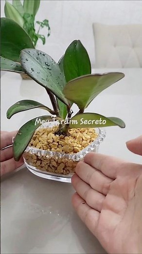 Peperomia obtusifolia 🌿💕🌱#plants #houseplants #plantaslindas