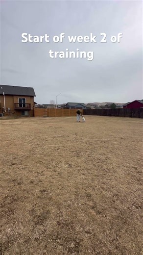 Tank practicing recall in the back yard without a leash. Little confused but started getting it!