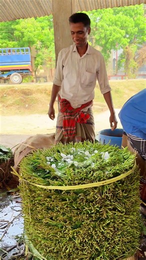 Fresh Betel Leaf Market Process 🌿🛒✨