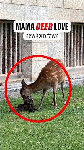 She Just Gave Birth to a Baby Fawn… Then This Happened 🥹🦌 #deer #fawn #baby #motherlove