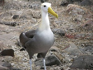 Waved albatross - Alchetron, The Free Social Encyclopedia