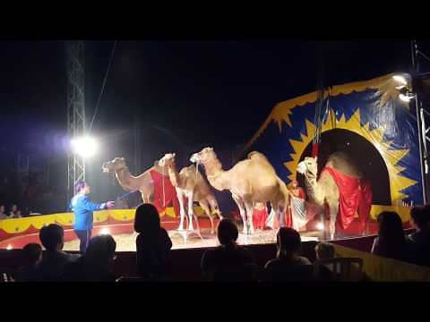Cirque Roger Lanzac animaux exotiques 2016