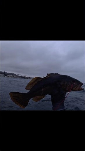 Nice Calico #lajolla #spearfishing #fishing