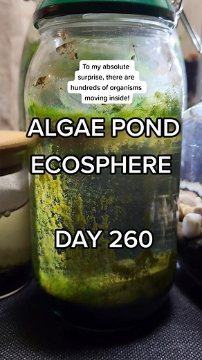 New Life Hatched! 😱 #copepod #ostracod #ecosystem #ecosphere #biosphere #international #fyp #foryou #foryoupage #daily #new #update #regularshow #follow #trend #wildlife #microscope #viral #trending #tiktok #shrimp #snails #terrarium #aquarium #jarrarium #eco #ecology #pond #water #love #explore #explorepage #sealed #universe #sealeduniverse