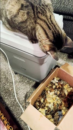 Coturnix Quail Hatching Day! Moving the Babies to the Brooder