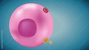 Insulin unlocks the cell's glucose channel animation graphic