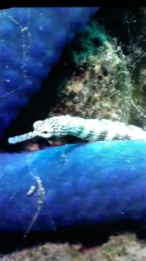 Sea Museum 7 #shorts #sea #museum #travel