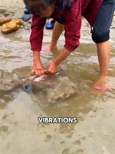 How To Find Soft-Shelled Turtle #shorts