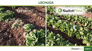 🦠🚫 Las podredumbres pueden producir importantes pérdidas durante el ciclo del cultivo y su conservación hasta la comercialización, por lo que si no se tiene un buen control pueden afectar a la cantidad y a la calidad de la cosecha. Por eso, en Syngenta hemos desarrollado Switch One ¡Conócelo! ⬇️⬇️⬇️ https://www.syngenta.es/switch-one-cultivo-sano | Syngenta